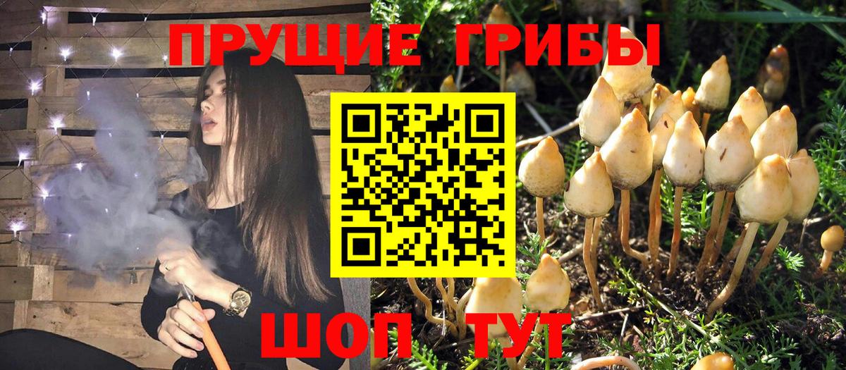 Сланцы  Галлюциногенные грибы GOLDEN TEACHER  Вход с VPN 
