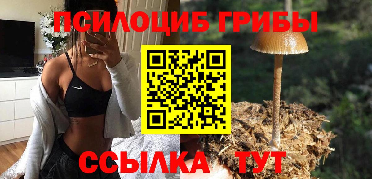 Псилоцибиновые грибы Psilocybe Сланцы
